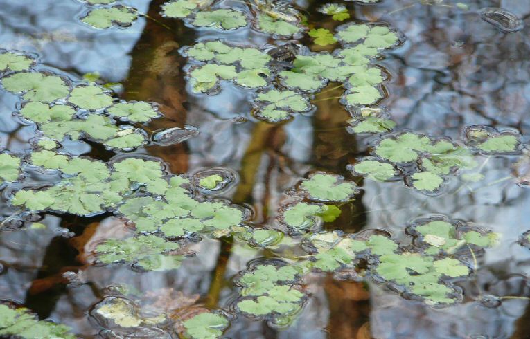 Hydrocotyle ranunculoides